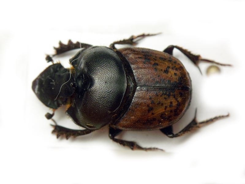 Onthophagus gibbulus (Pallas, 1781)